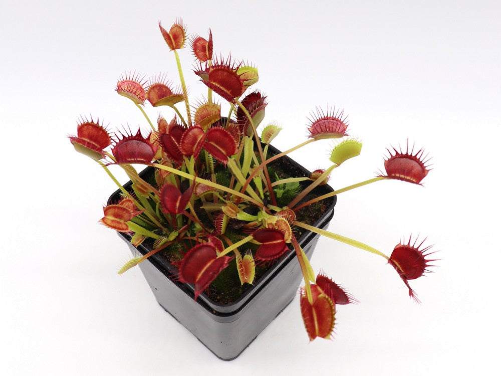 Dionaea muscipula  Cropped tooth