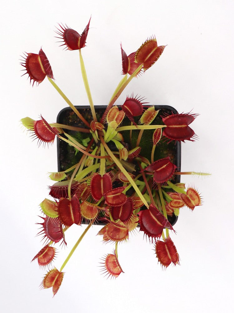 Dionaea muscipula  Cropped tooth