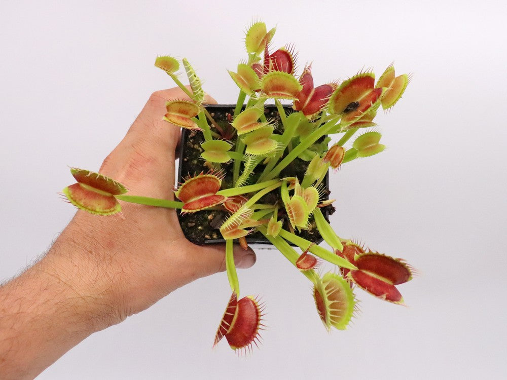 Dionaea muscipula  Cropped tooth