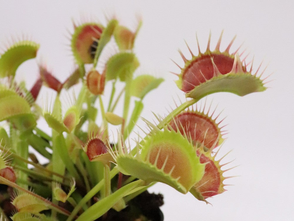 Dionaea muscipula  Cropped tooth