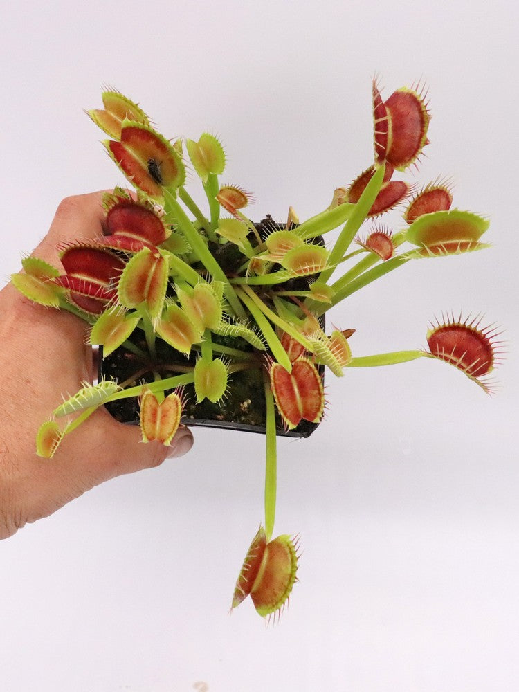 Dionaea muscipula  Cropped tooth