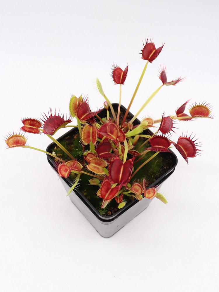 Dionaea muscipula  Cropped tooth