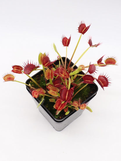 Dionaea muscipula  Cropped tooth