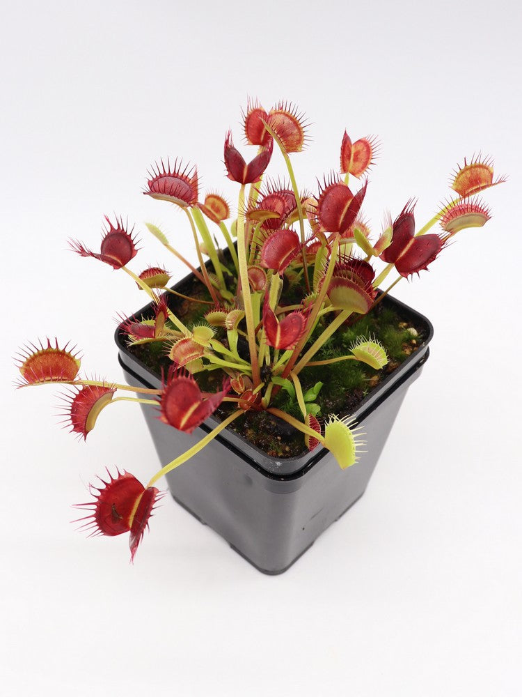 Dionaea muscipula  Cropped tooth