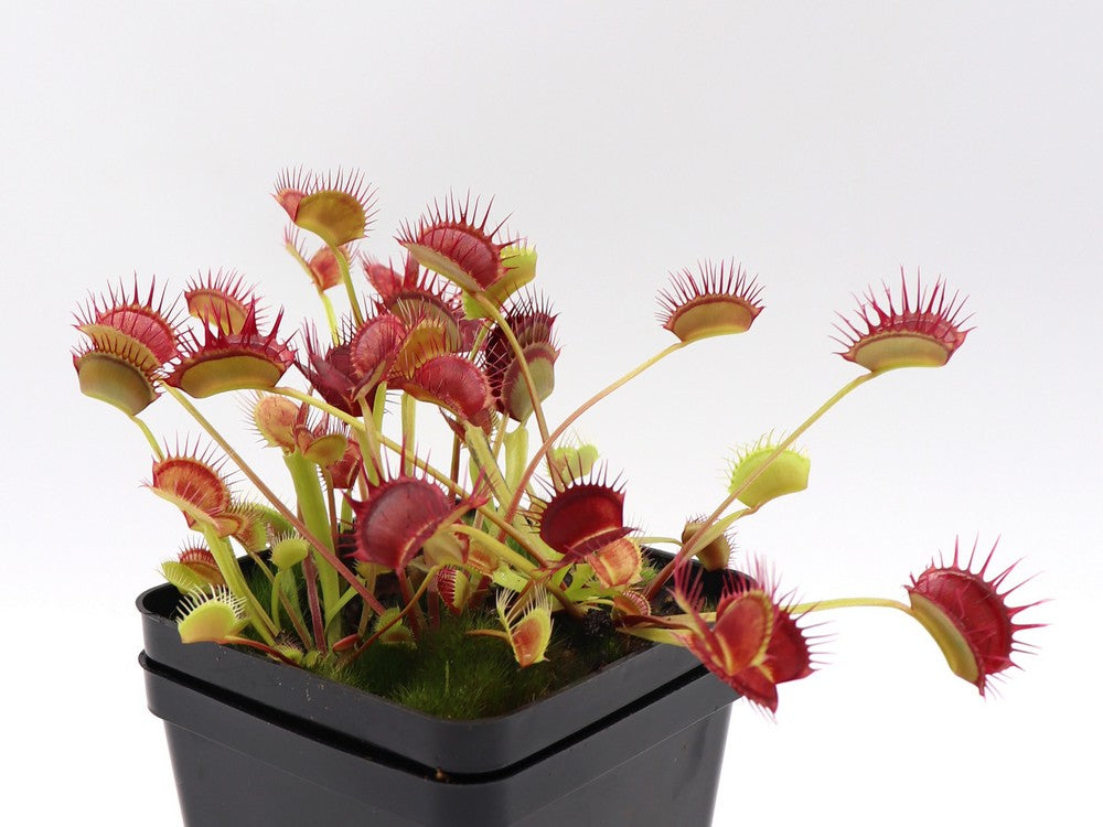 Dionaea muscipula  Cropped tooth
