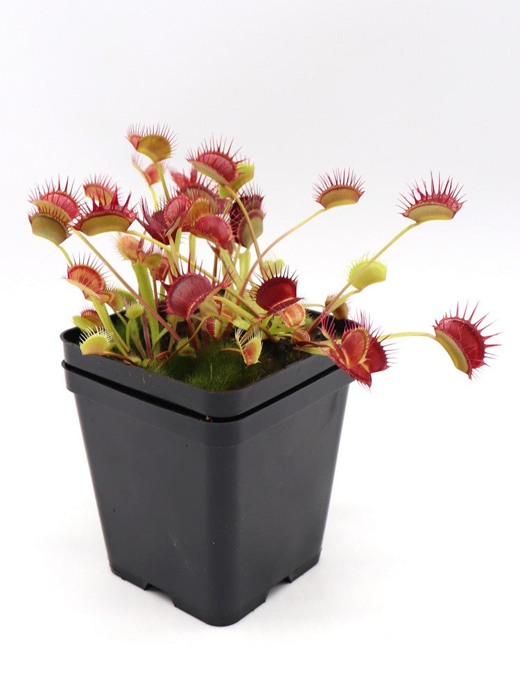 Dionaea muscipula  Cropped tooth