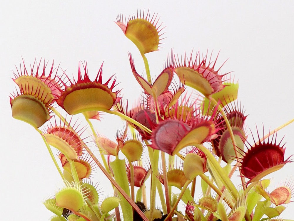 Dionaea muscipula  Cropped tooth