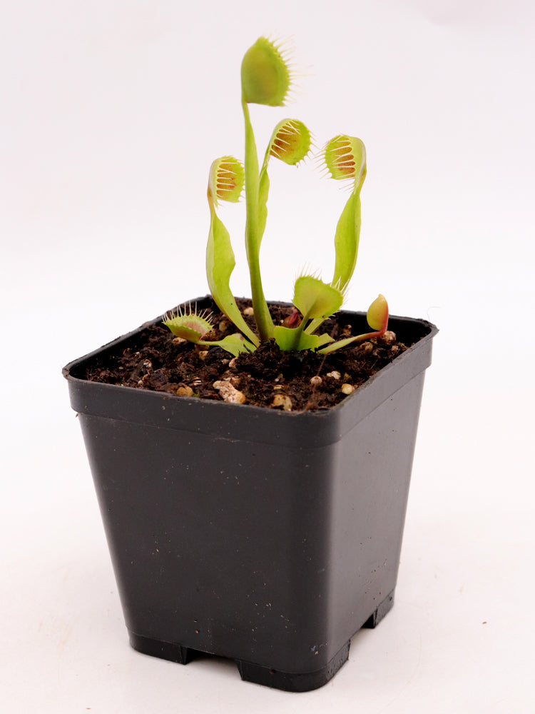 Dionaea muscipula Cupped trap Back Cross