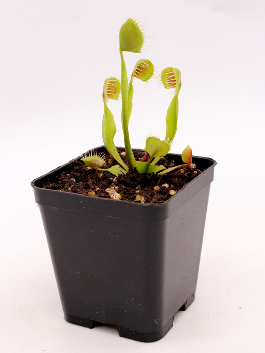Dionaea muscipula Cupped trap Back Cross