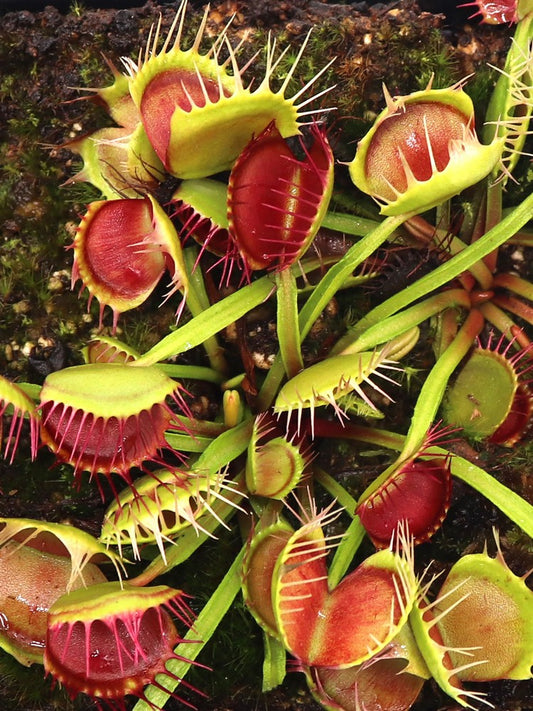 Dionaea muscipula „Freak“