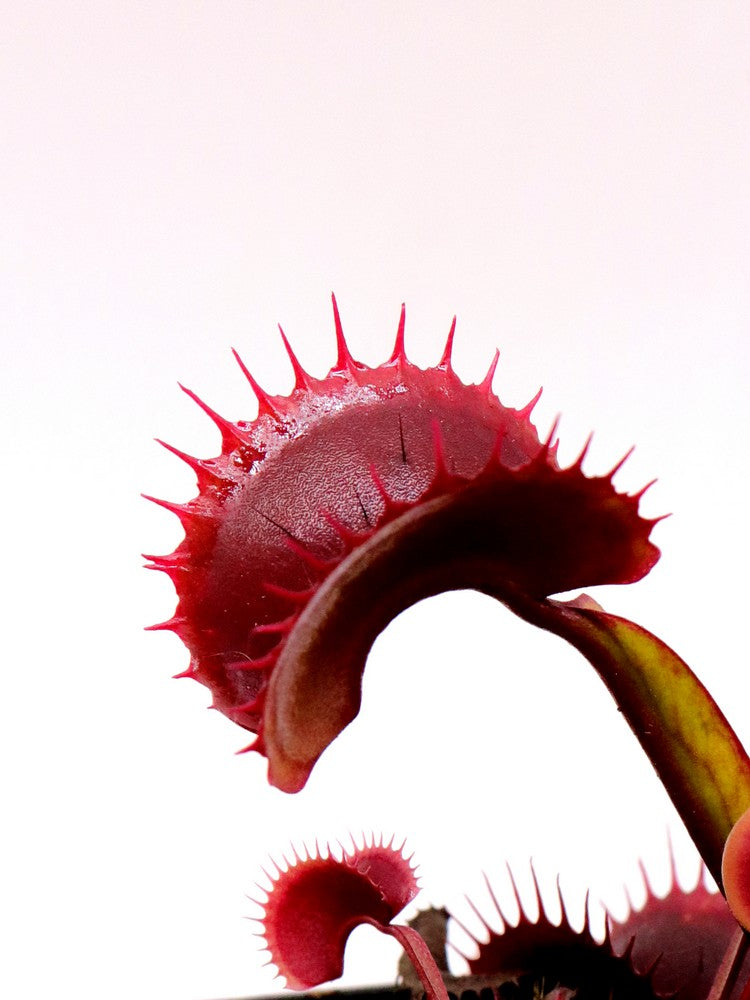 Dionaea muscipula "Clayton Red Sunset"