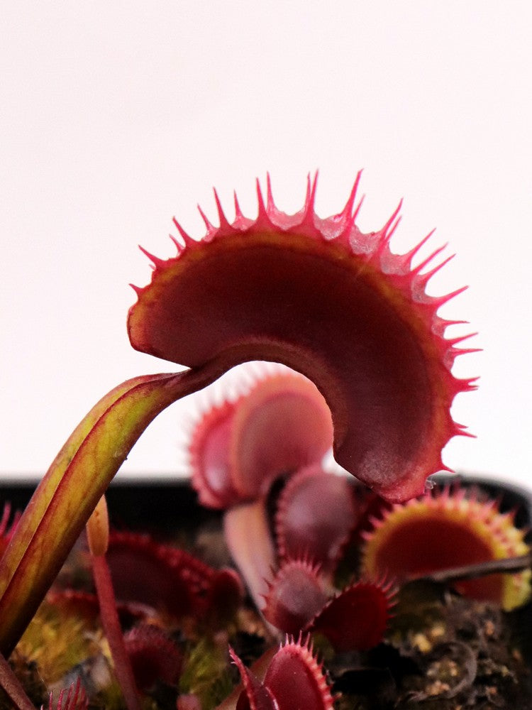 Dionaea muscipula "Clayton Red Sunset"