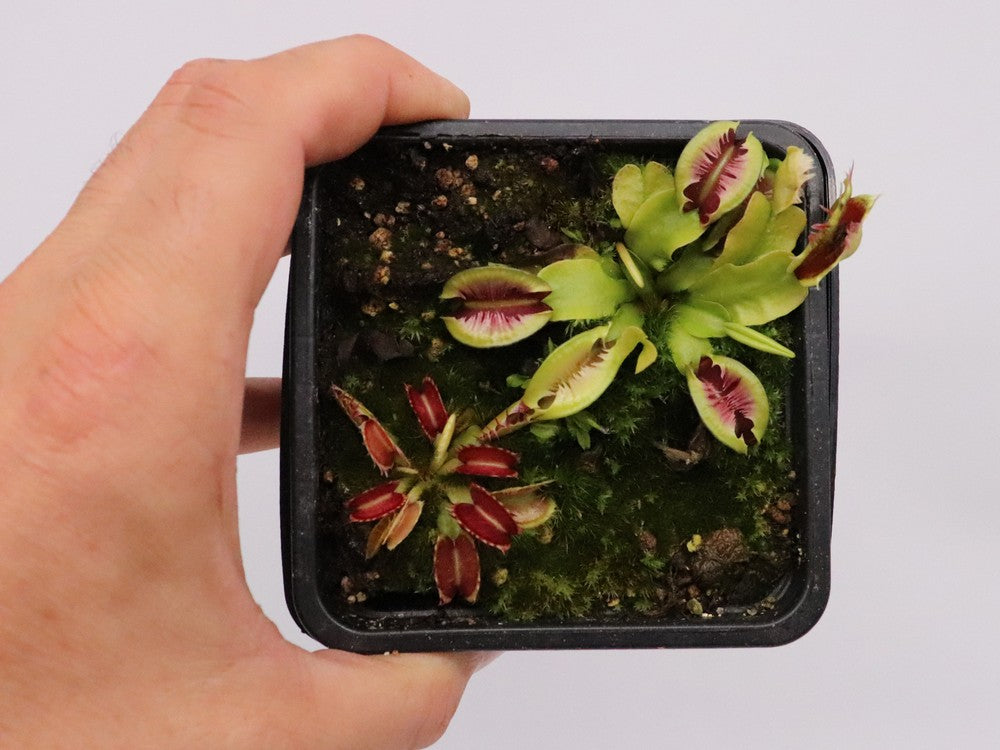 Dionaea muscipula "Fused tooth"