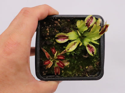 Dionaea muscipula "Fused tooth"