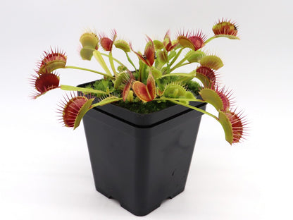 Dionaea muscipula  Fuzzy teeth  Svarc