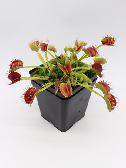 Dionaea muscipula  Fuzzy teeth  Svarc