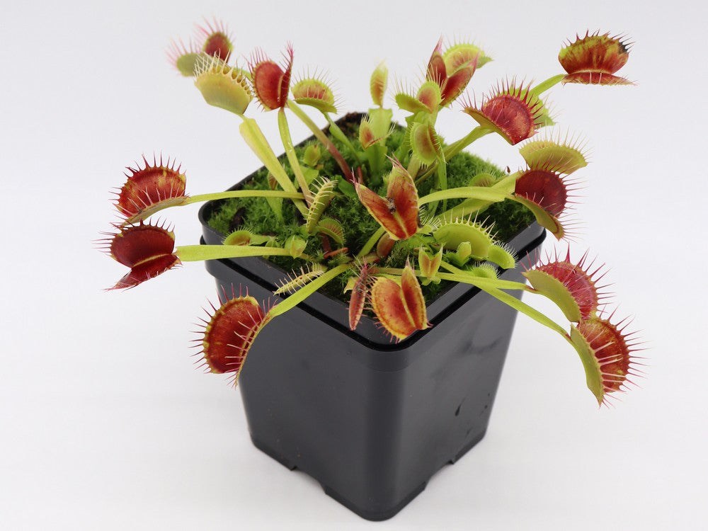 Dionaea muscipula  Fuzzy teeth  Svarc