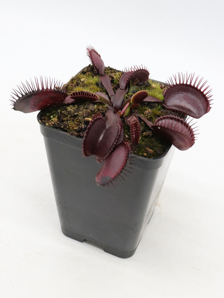 Dionaea muscipula  GC Black Death