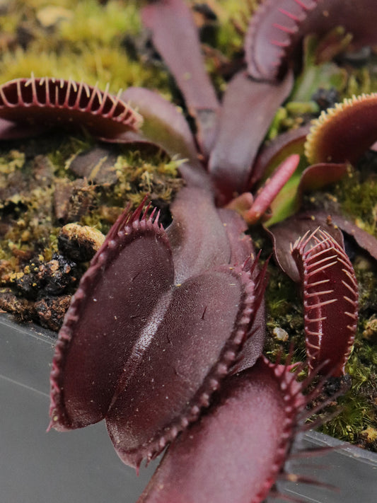 Dionaea muscipula  GC Black Death
