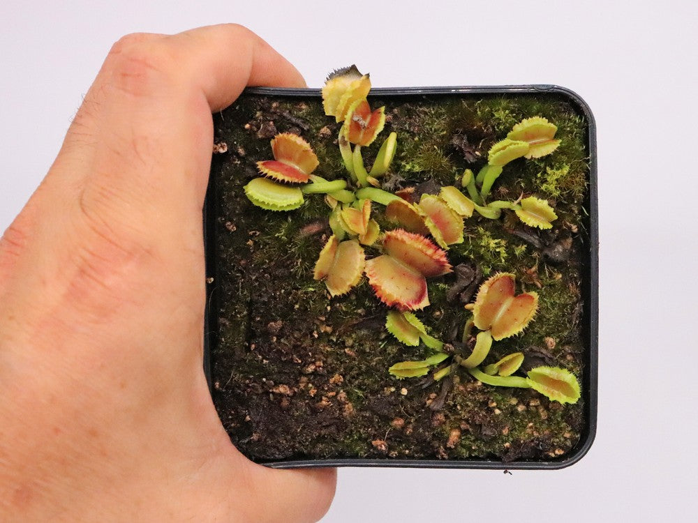 Dionaea muscipula "GC Fire mouth"