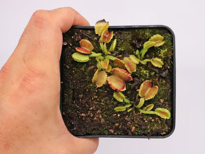 Dionaea muscipula "GC Fire mouth"
