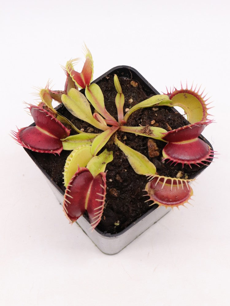 Dionaea muscipula  GC Harlequin