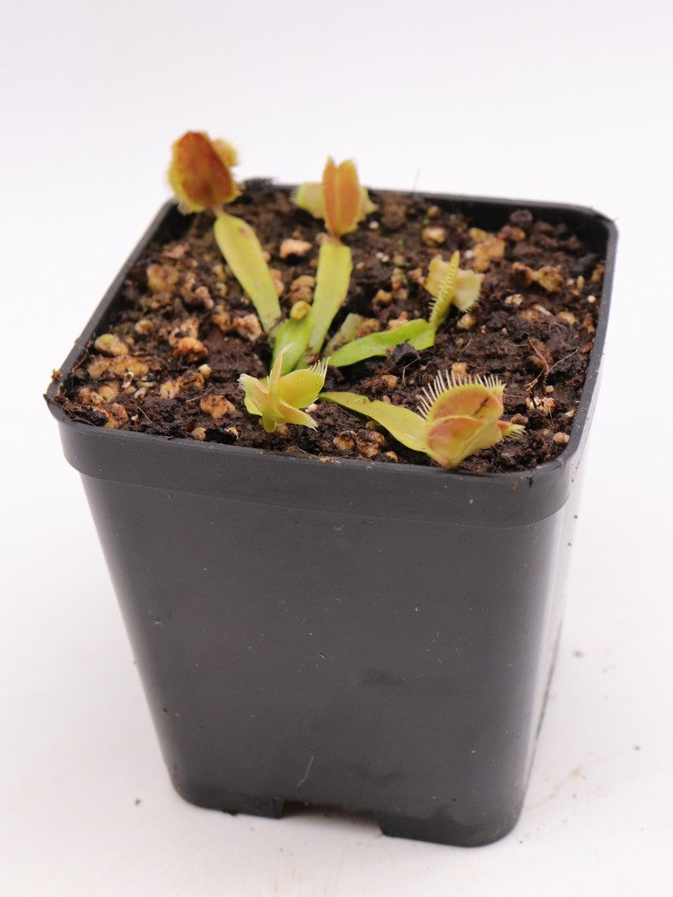 Dionaea muscipula GC Zombie Evolution