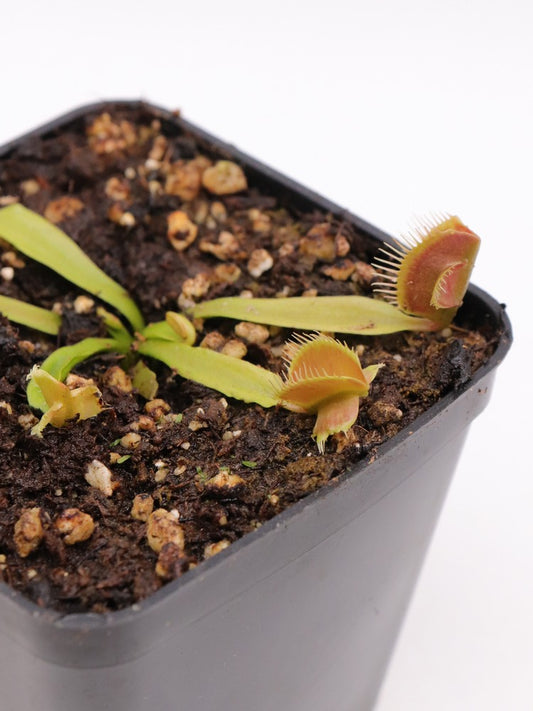 Dionaea muscipula GC Zombie Evolution