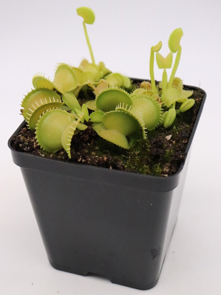Dionaea muscipula „CK Harmony“