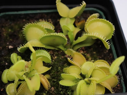 Dionaea muscipula Harmony
