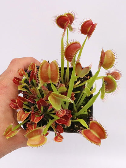 Dionaea muscipula  Melly's lipstick
