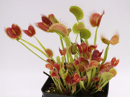 Dionaea muscipula  Melly's lipstick