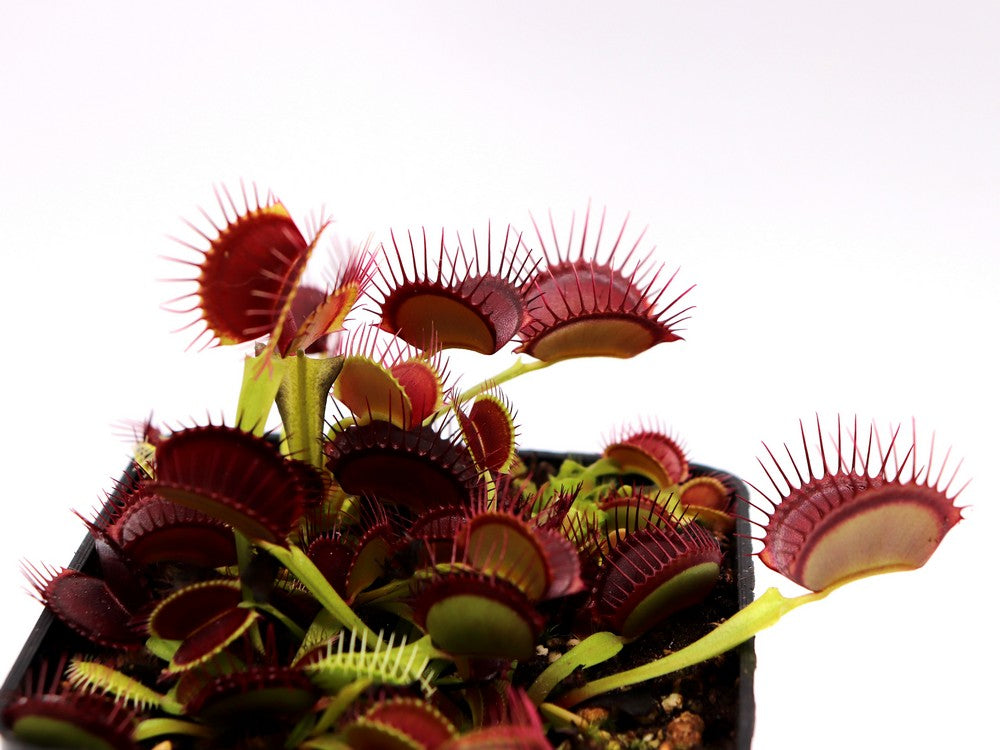 Dionaea muscipula "Red line"