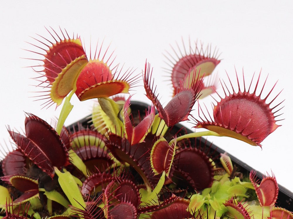 Dionaea muscipula "Red line"