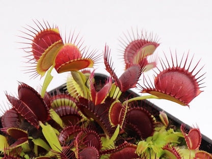 Dionaea muscipula "Red line"