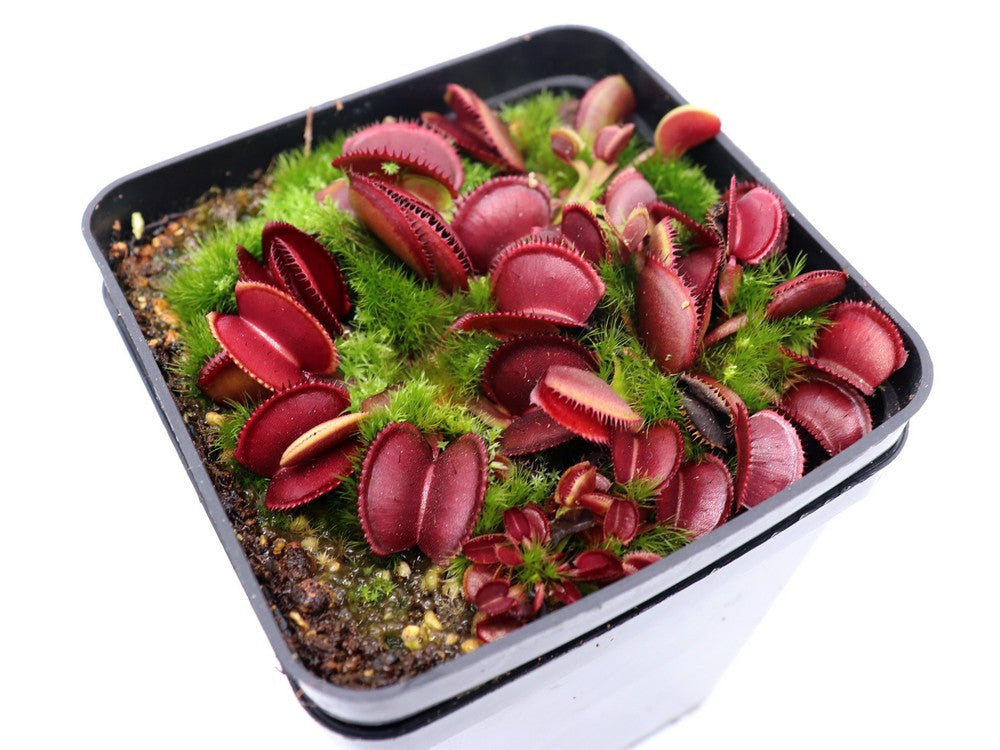 Dionaea muscipula „Roter Mikrodent“