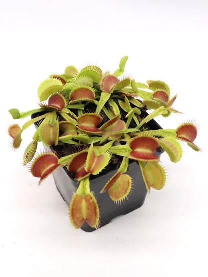Dionaea muscipula GC Slim Crested