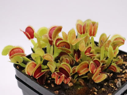 Dionaea muscipula „Sder“ D.Svarc
