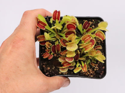 Dionaea muscipula „Sder“ D.Svarc