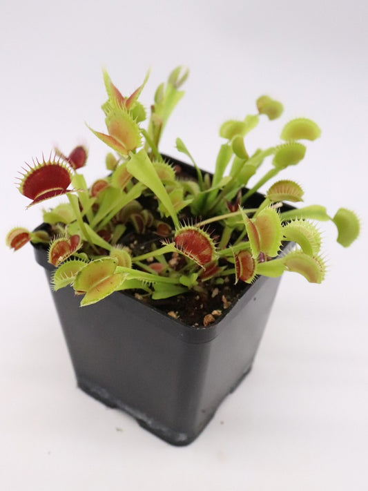 Dionaea muscipula „SL14“ Klein
