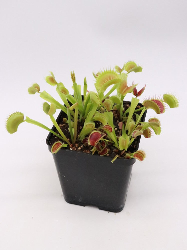 Dionaea muscipula „SL14“ Klein