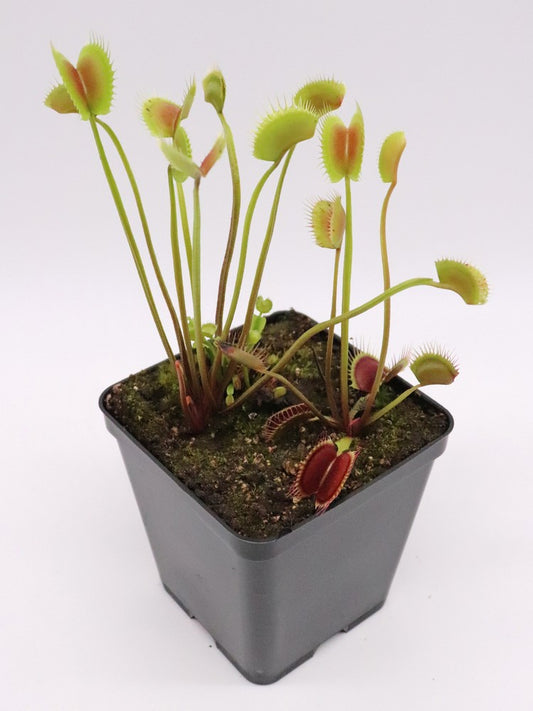 Dionaea muscipula  Sonic