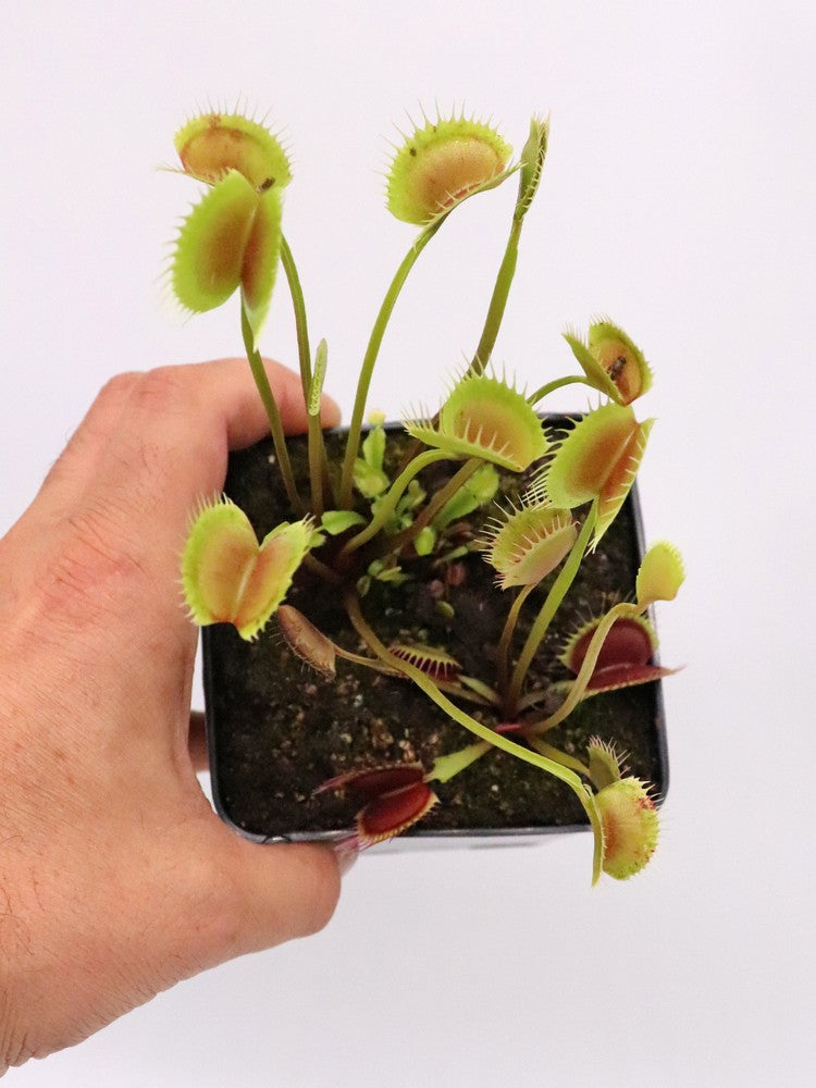 Dionaea muscipula  Sonic