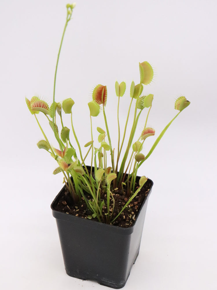 Dionaea muscipula 'Spinne'