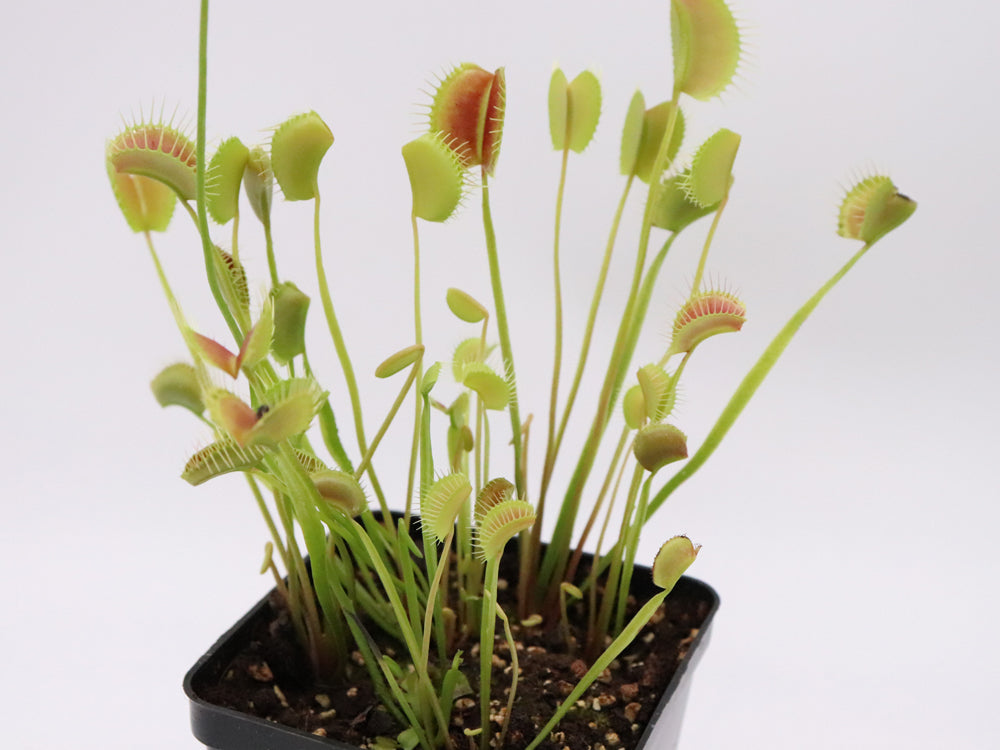 Dionaea muscipula 'Spinne'