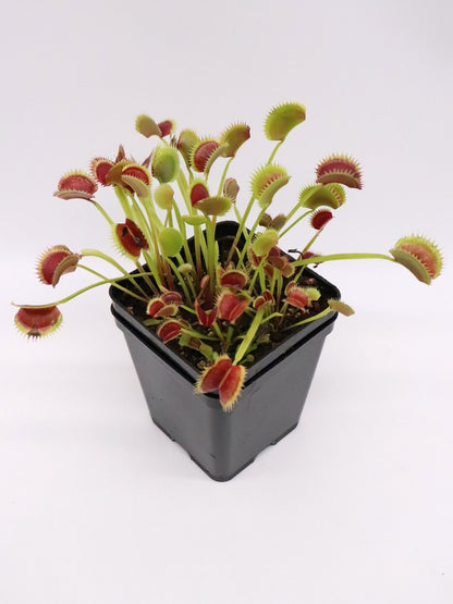 Dionaea muscipula "Tomm"  Svarc