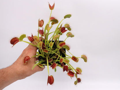Dionaea muscipula  Towering giant