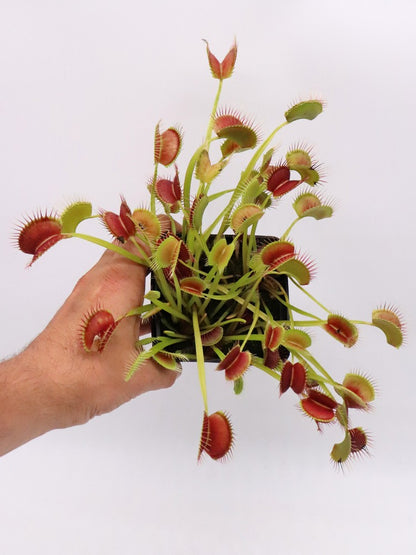 Dionaea muscipula  Towering giant