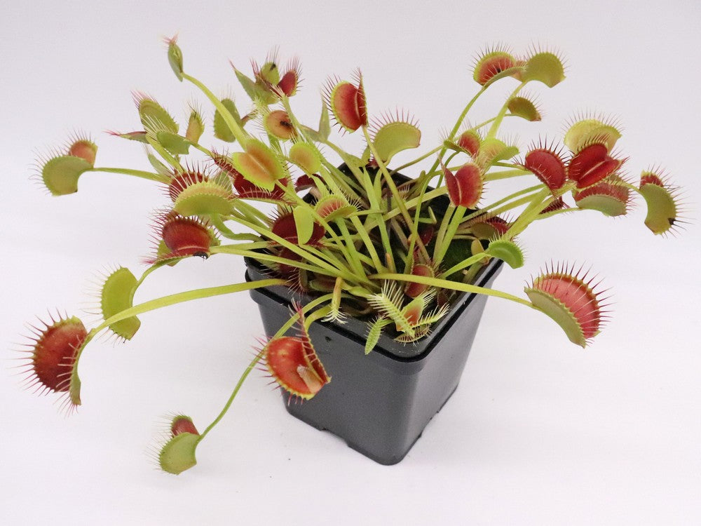 Dionaea muscipula  Towering giant