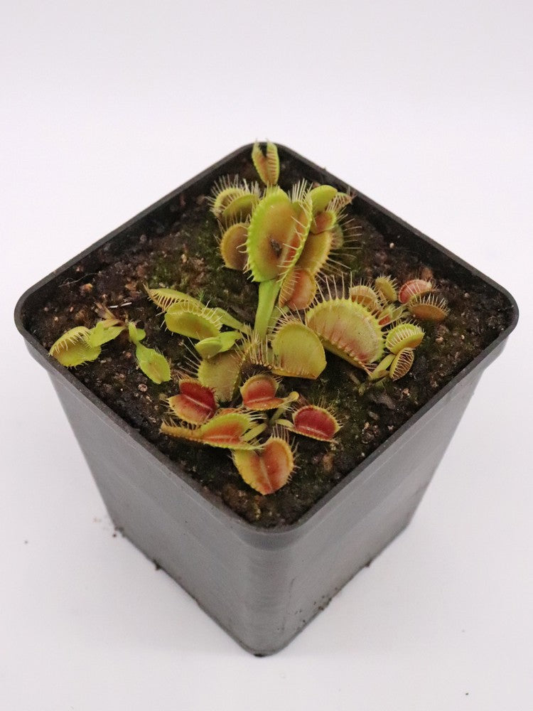 Dionaea muscipula  Waves